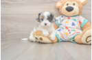 Fluffy Cavapoo Poodle Mix Pup