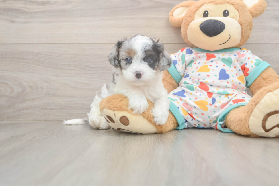 Fluffy Cavapoo Poodle Mix Pup