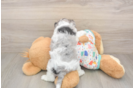 Best Cavapoo Baby