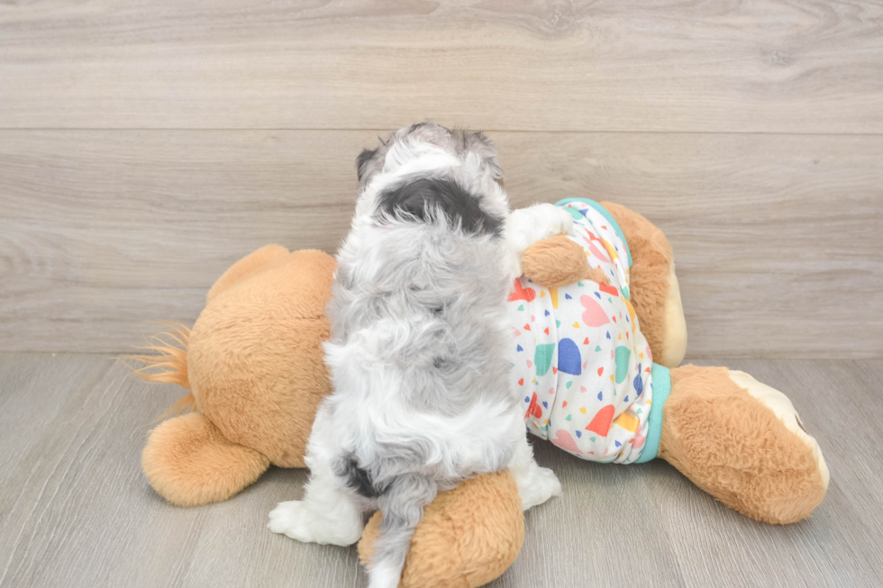 Best Cavapoo Baby