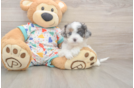 Petite Cavapoo Poodle Mix Pup