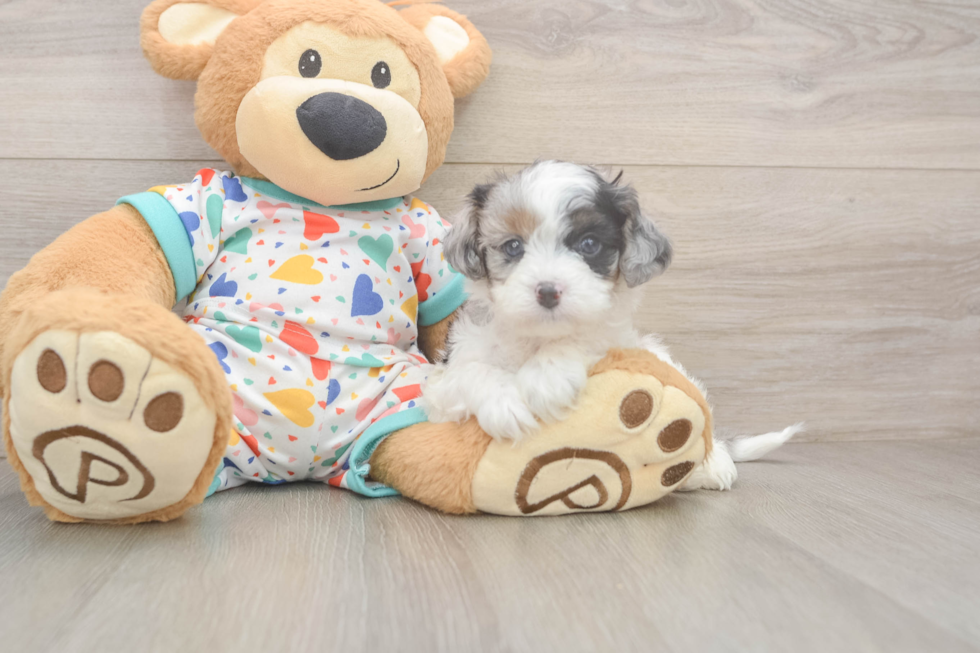 Petite Cavapoo Poodle Mix Pup