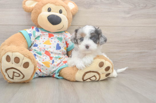 Petite Cavapoo Poodle Mix Pup