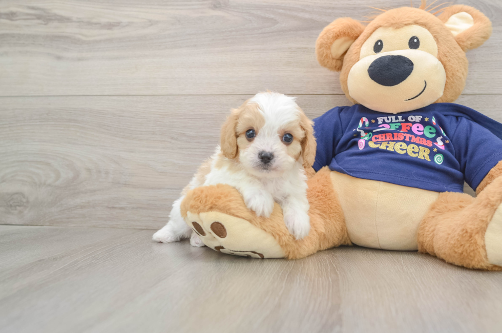 6 week old Cavapoo Puppy For Sale - Windy City Pups