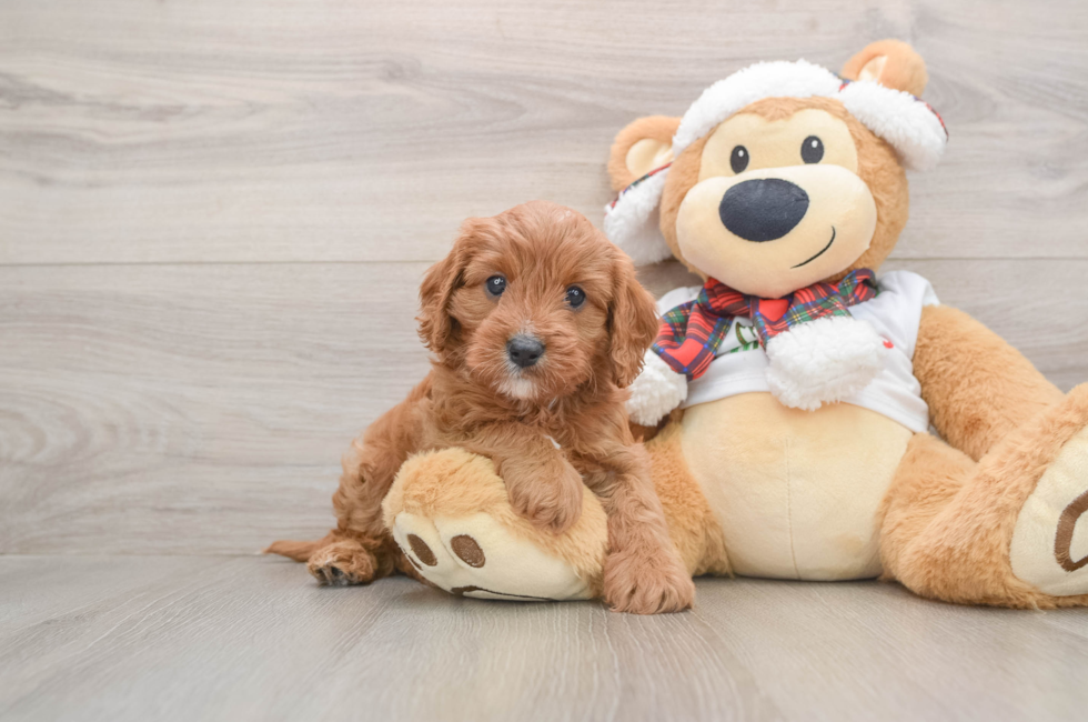 5 week old Cavapoo Puppy For Sale - Windy City Pups