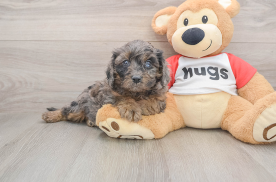 Friendly Cavapoo Baby
