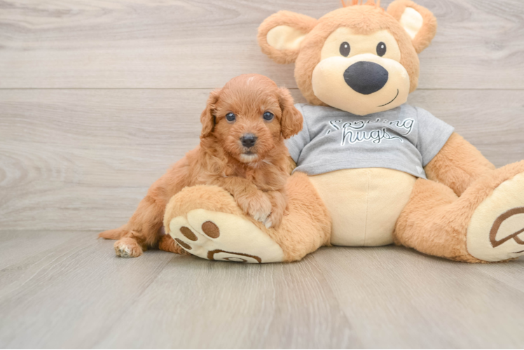 Small Cavapoo Baby