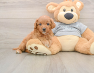 8 week old Cavapoo Puppy For Sale - Windy City Pups