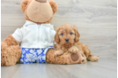 Adorable Cavalier King Charles Spaniel and Poodle Mix Poodle Mix Puppy