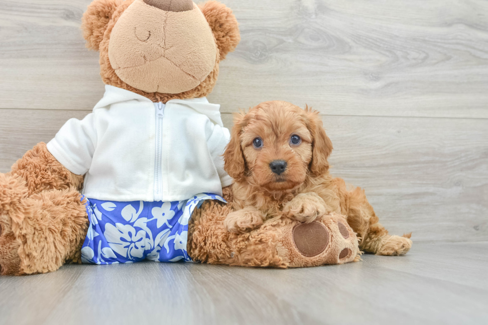 Adorable Cavalier King Charles Spaniel and Poodle Mix Poodle Mix Puppy