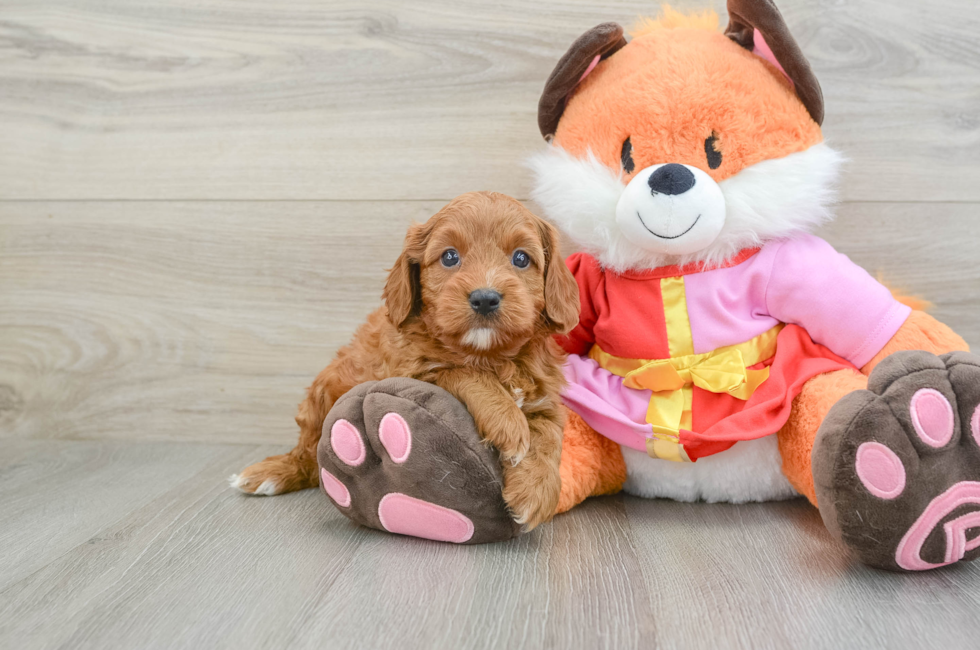 5 week old Cavapoo Puppy For Sale - Windy City Pups