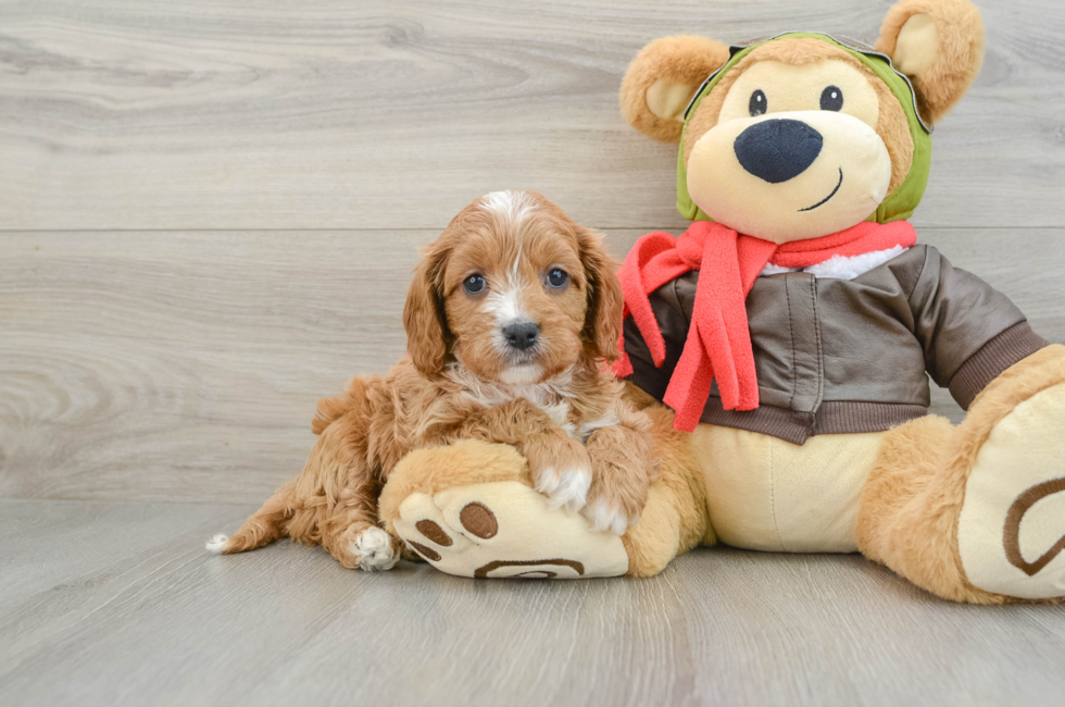 7 week old Cavapoo Puppy For Sale - Windy City Pups