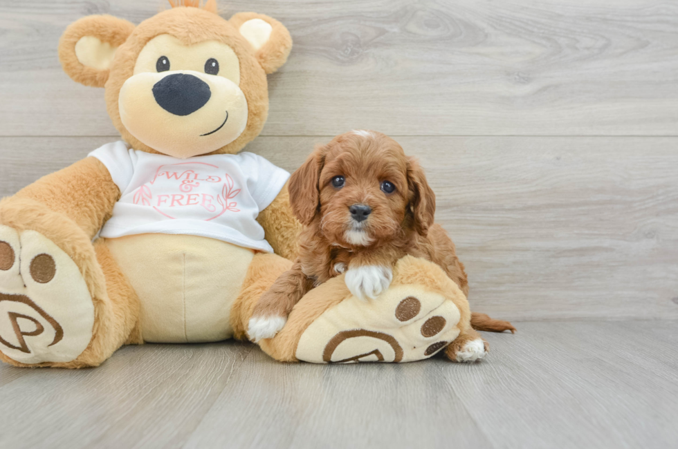 5 week old Cavapoo Puppy For Sale - Windy City Pups