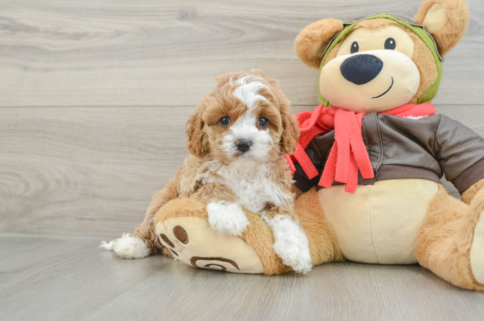 5 week old Cavapoo Puppy For Sale - Windy City Pups