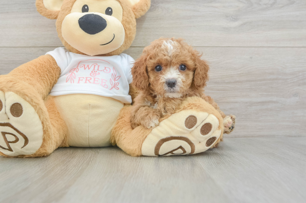 6 week old Cavapoo Puppy For Sale - Windy City Pups