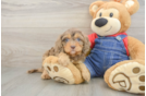 Smart Cavapoo Poodle Mix Pup