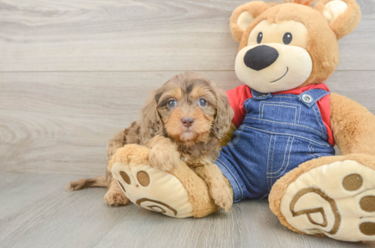 Smart Cavapoo Poodle Mix Pup