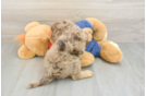 Best Cavapoo Baby