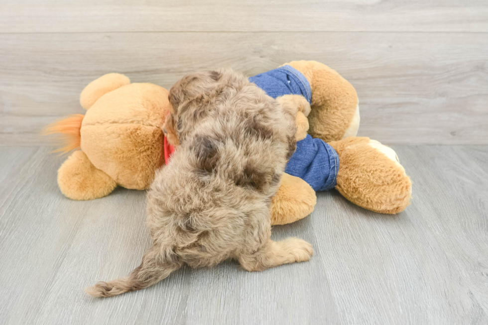 Best Cavapoo Baby