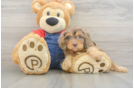 Happy Cavapoo Baby