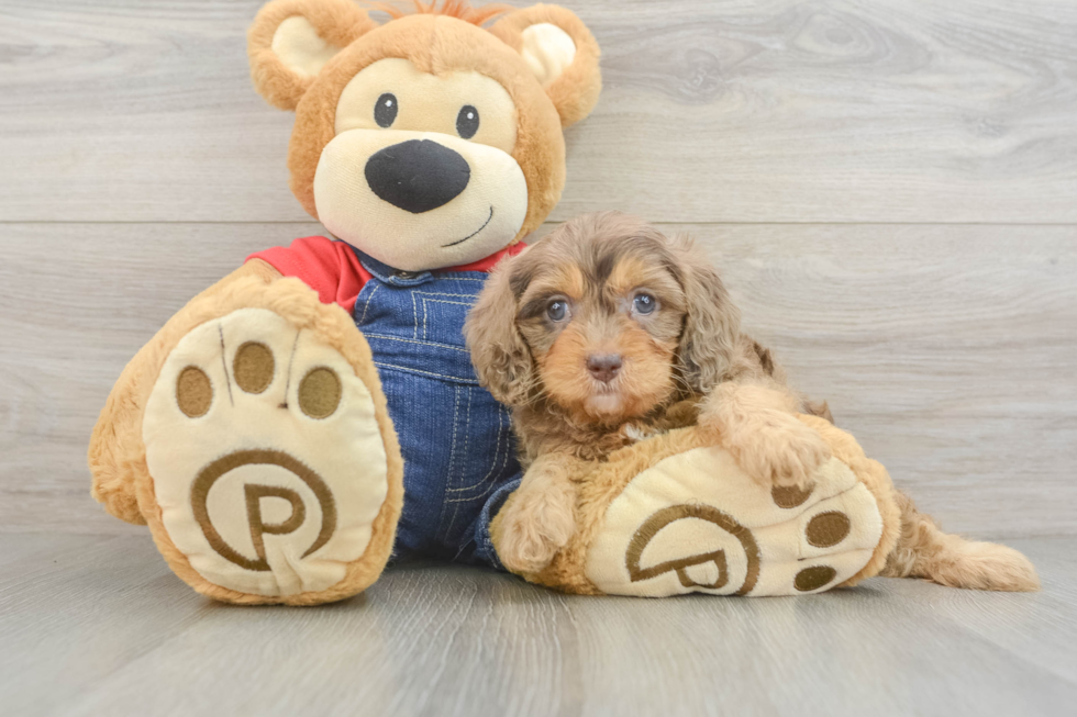 Happy Cavapoo Baby