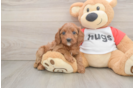 Smart Cavapoo Poodle Mix Pup
