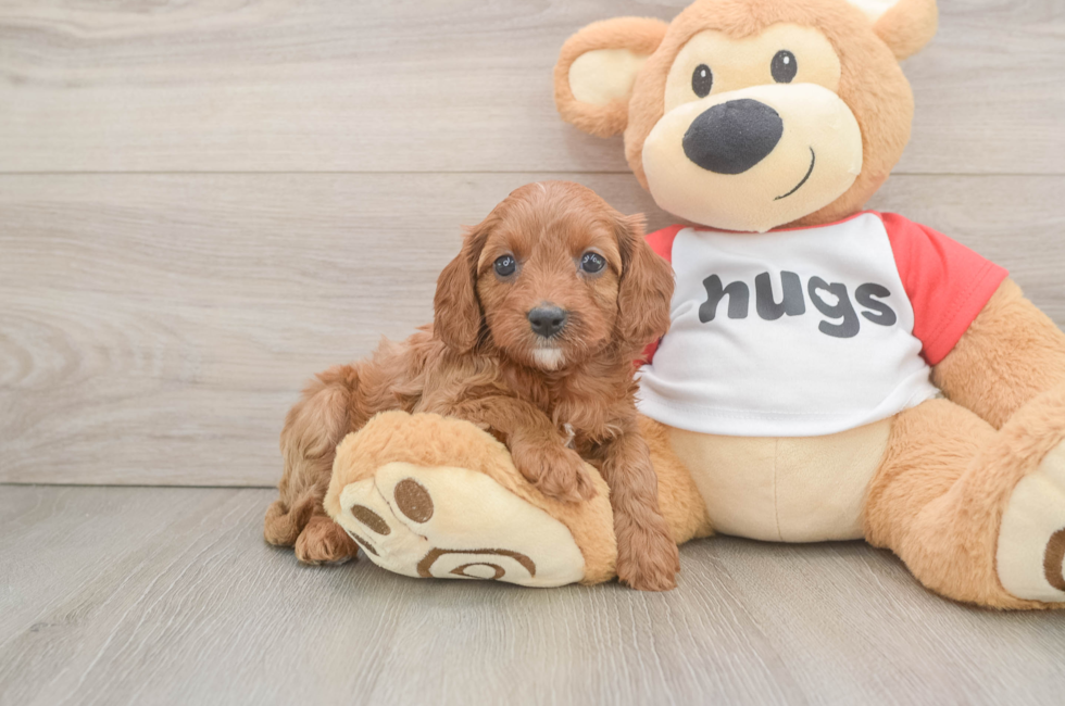 5 week old Cavapoo Puppy For Sale - Windy City Pups