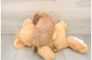 Friendly Cavapoo Baby