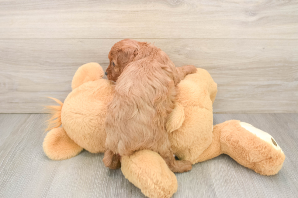 Friendly Cavapoo Baby