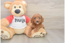 Cavapoo Pup Being Cute
