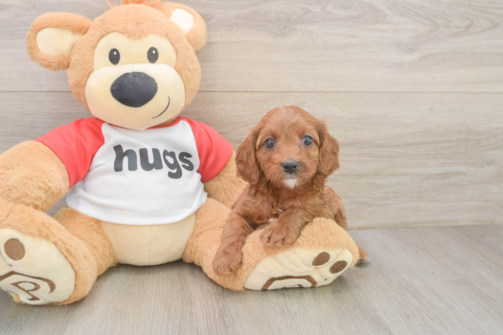 Cavapoo Pup Being Cute
