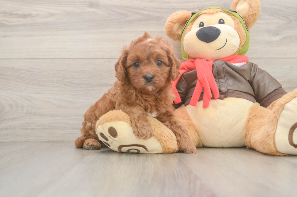 5 week old Cavapoo Puppy For Sale - Windy City Pups