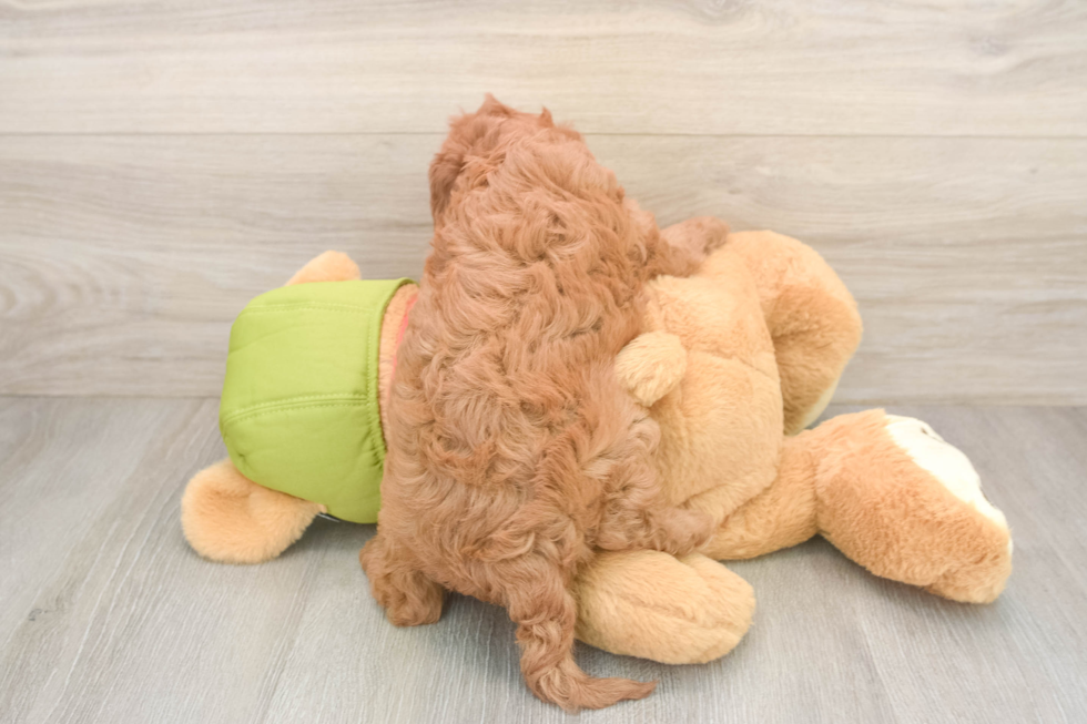 Playful Cavapoodle Poodle Mix Puppy