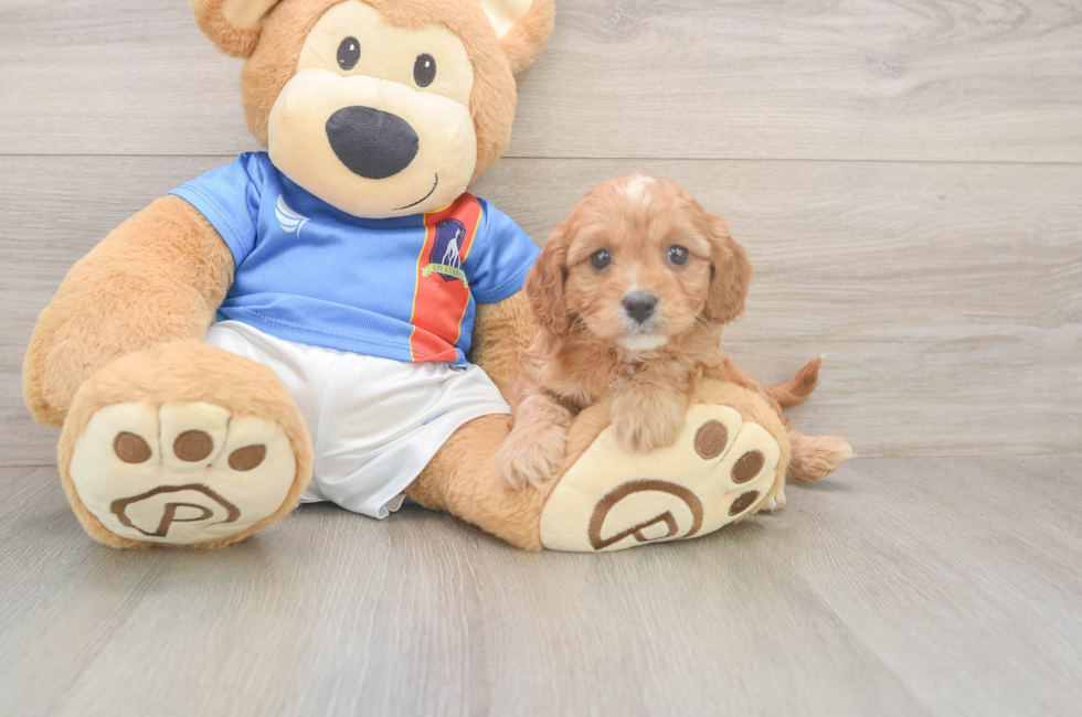 6 week old Cavapoo Puppy For Sale - Windy City Pups
