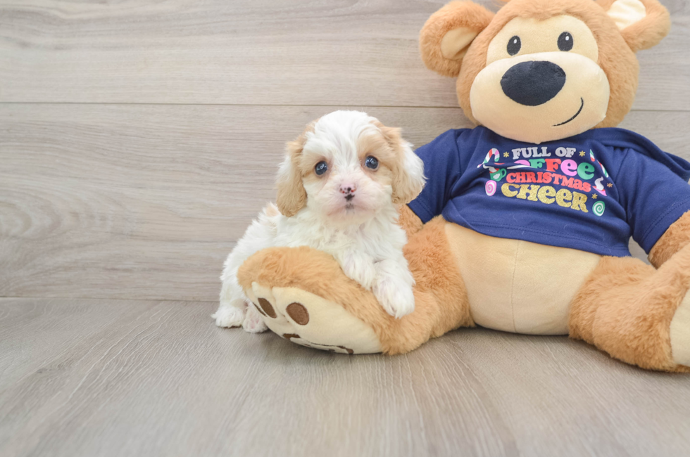 6 week old Cavapoo Puppy For Sale - Windy City Pups