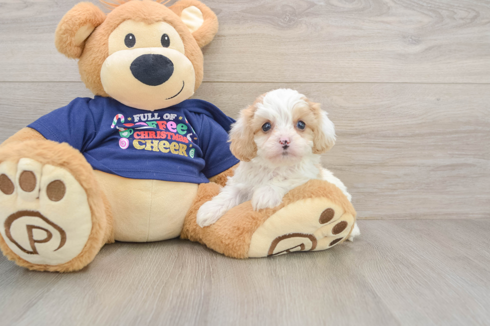 Cavapoo Puppy for Adoption