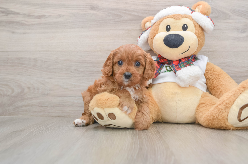 5 week old Cavapoo Puppy For Sale - Windy City Pups
