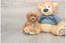 Hypoallergenic Cavadoodle Poodle Mix Puppy