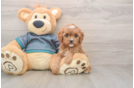 Cavapoo Puppy for Adoption