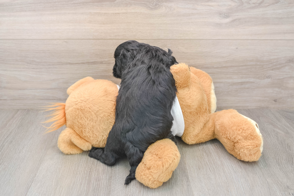 Cavapoo Puppy for Adoption