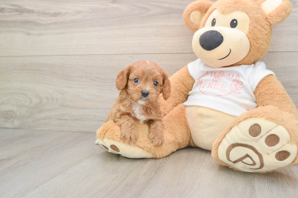 Cavapoo Pup Being Cute