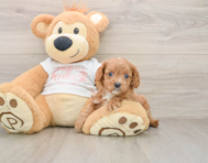 7 week old Cavapoo Puppy For Sale - Windy City Pups