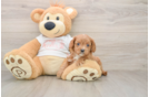 Small Cavapoo Baby