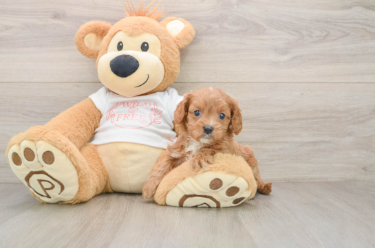 Small Cavapoo Baby