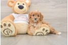 Best Cavapoo Baby
