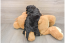 Fluffy Cavapoo Poodle Mix Pup