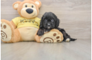Best Cavapoo Baby