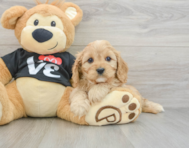 9 week old Cavapoo Puppy For Sale - Windy City Pups