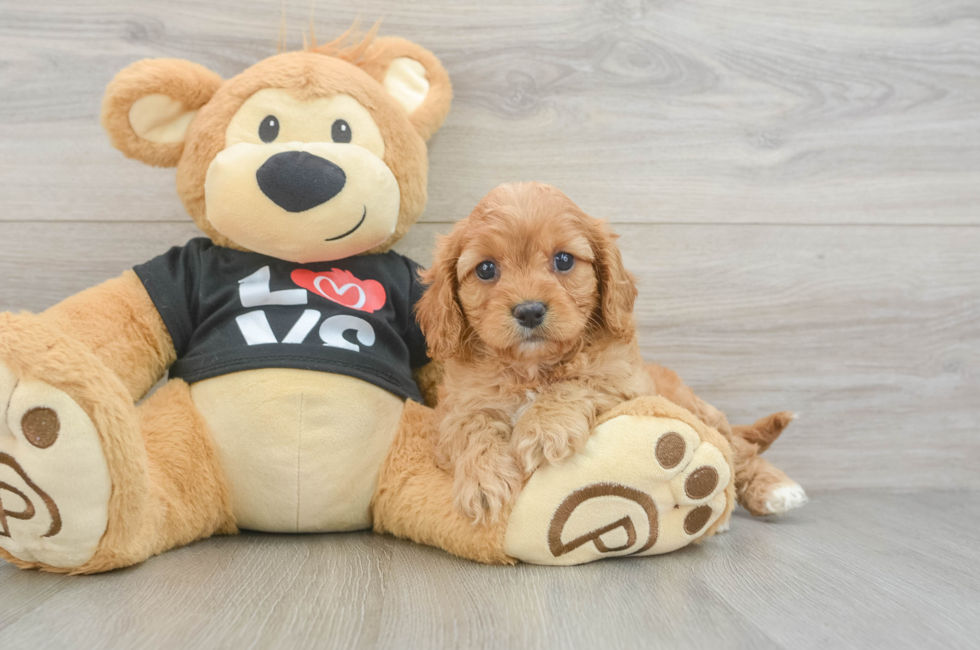 6 week old Cavapoo Puppy For Sale - Windy City Pups