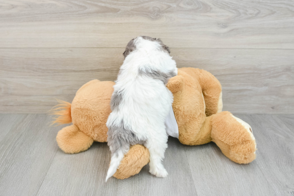 Playful Cavapoodle Poodle Mix Puppy